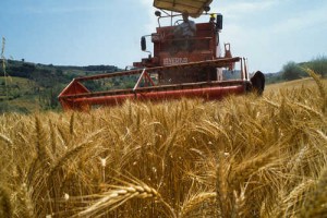 Farmer Harvesting Wheat Near Fiano