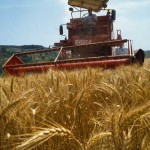 Farmer Harvesting Wheat Near Fiano